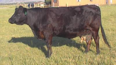 Black Simmental E103